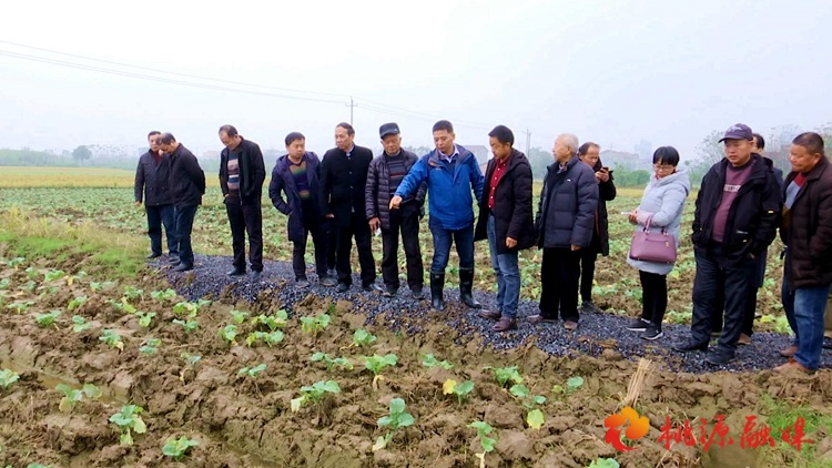 桃源縣舉行富硒油菜組裝配套高產栽培示范基地現(xiàn)場觀摩調研