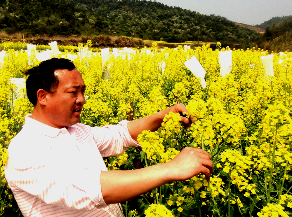 農(nóng)民科學家沈昌健園了富硒油菜夢